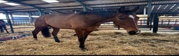 English Thoroughbred horses for sale: In foal brood mares  - Advert 2