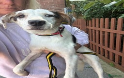 Mixed Breed dogs for adoption: Clover - Fakenham Norfolk   - Image 2