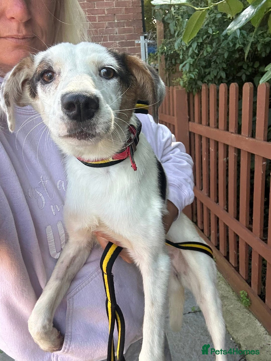 Mixed Breed dogs for adoption: Clover - Fakenham Norfolk   - Image 2