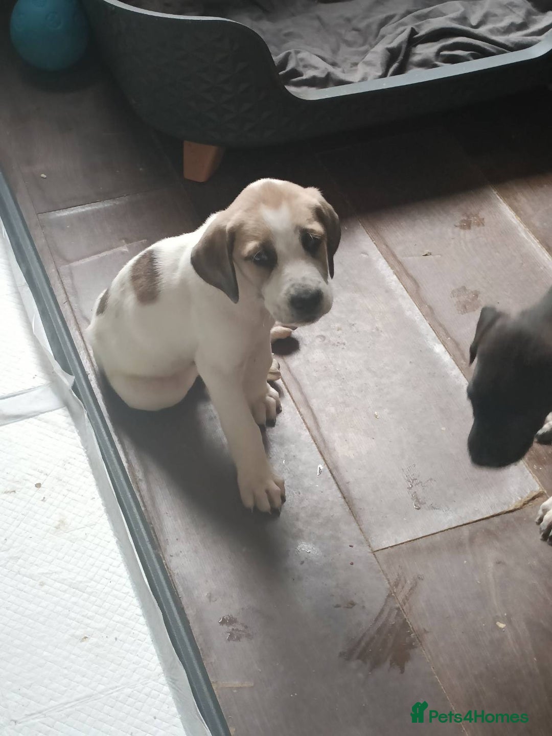 Mixed Breed dogs for sale: Puppies - Image 11