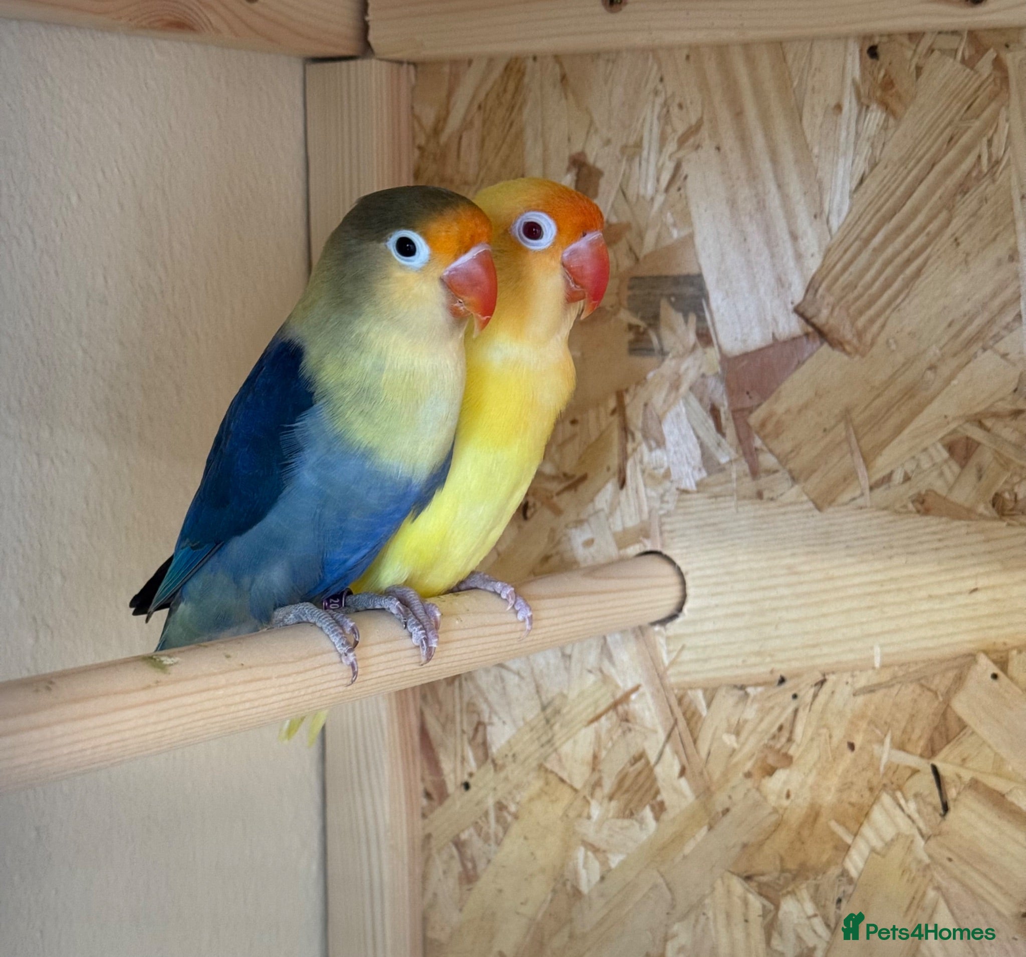 Lovebirds birds Young bonded pair of love birds  - Advert 1