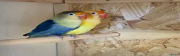 Lovebirds birds for sale: Young bonded pair of love birds  - Advert 1