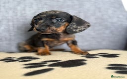 Dachshund dogs for sale: Miniature Dachshund puppies  - Image 14