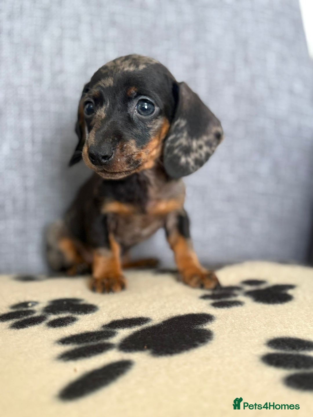Dachshund dogs for sale: Miniature Dachshund puppies  - Image 14