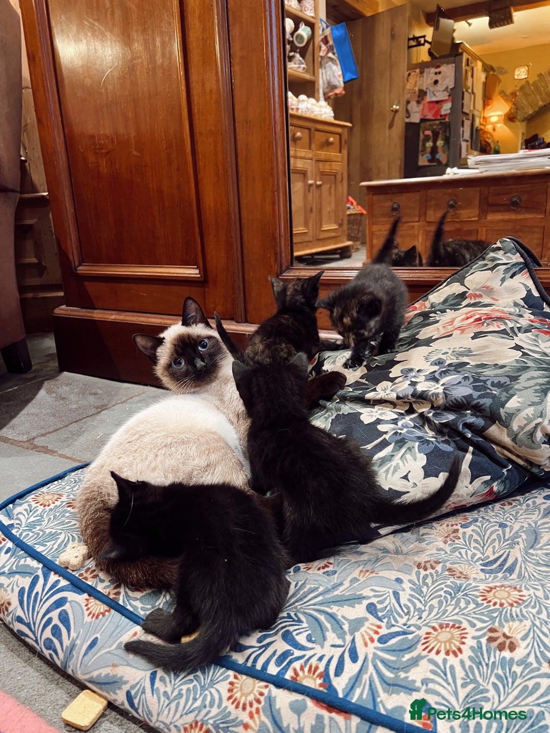 Mixed Breed cats for sale: *READY NOW* 3 beautiful kittens  - Image 16