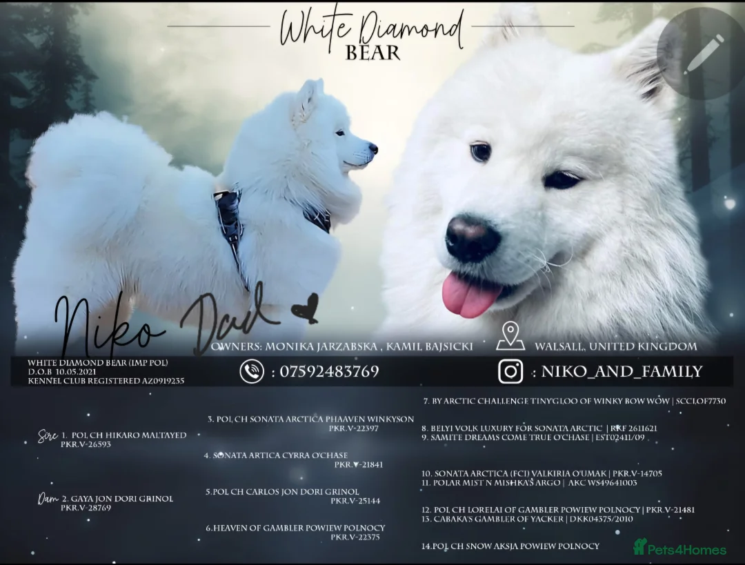 Samoyed dogs for sale: ⭐ EXCEPTIONAL BEAR-HEAD PUPPIES ⭐Champion Heritage - Advert 29