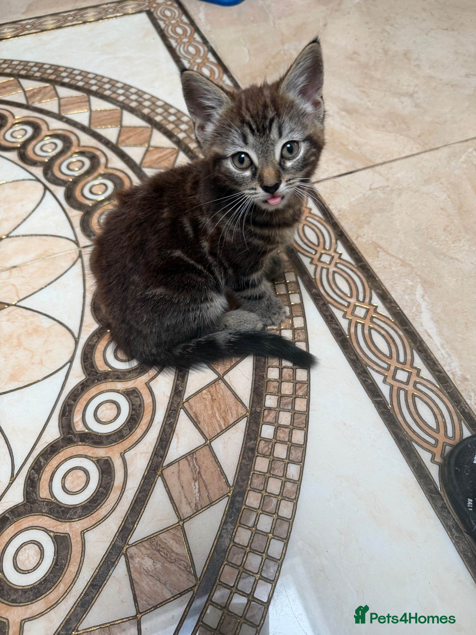 Mixed Breed cats Main coon x Russian blue mix - Advert 1