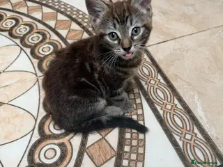 Mixed Breed cats Main coon x Russian blue mix - Advert 1