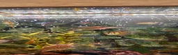 Other/Mixed Breed fish for sale: Various fish  in Grantham - Advert 5