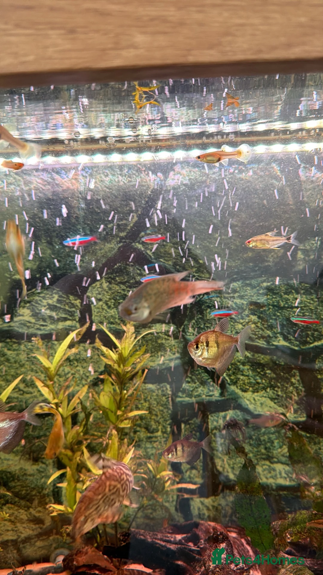 Other/Mixed Breed fish for sale: Various fish  in Grantham - Advert 5