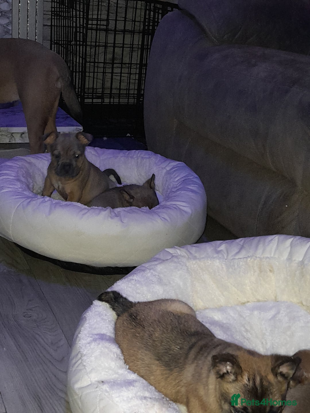 Mixed Breed dogs for sale: French bulldog x - Advert 7