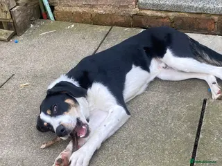 Mixed Breed dogs Bryn- collie x fellhound - Advert 18