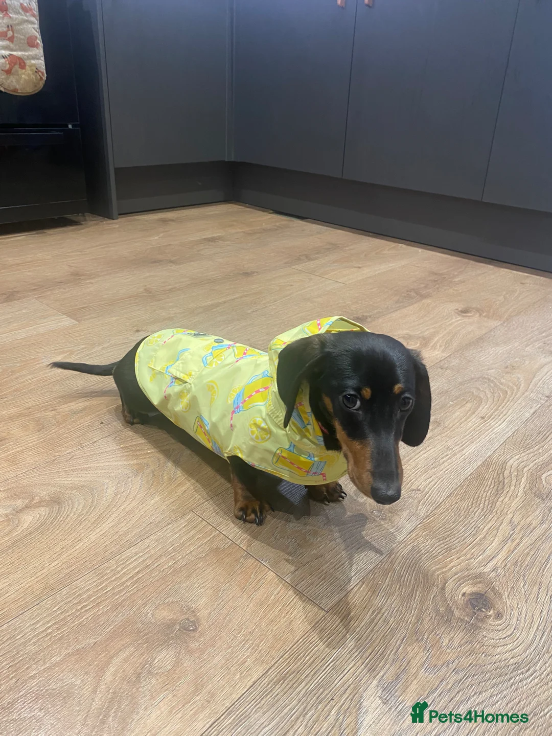 Miniature Dachshund dogs for sale: Miniature tan and black dachshund female  - Advert 2