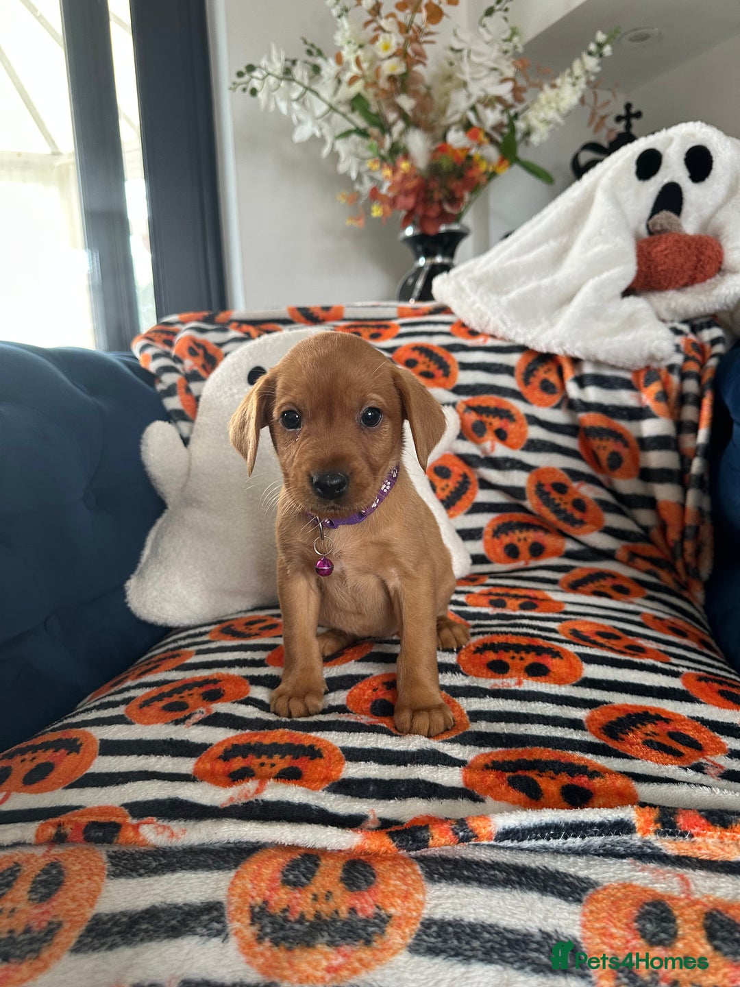 Labrador Retriever dogs for sale: Beautiful fox red Labrador pups - Image 11
