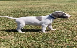 Mixed Breed dogs for sale: Whippet x bedlington greyhound puppies for sale  - Image 1