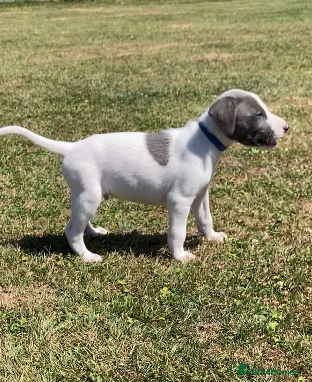 Mixed Breed dogs for sale: Whippet x bedlington greyhound puppies for sale  - Image 1
