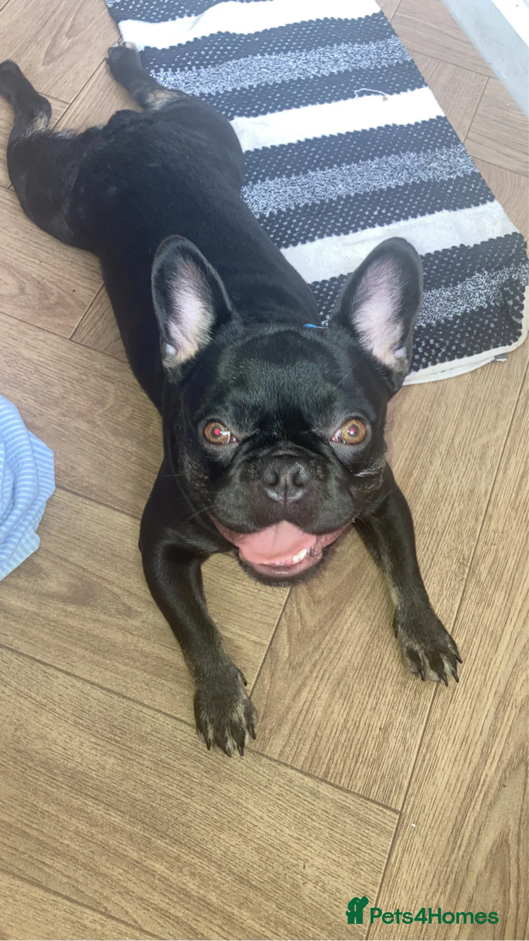 French Bulldog dogs for sale: 2 year old French bulldog  - Advert 1