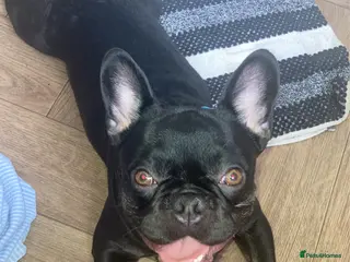 French Bulldog dogs 2 year old French bulldog - Advert 1