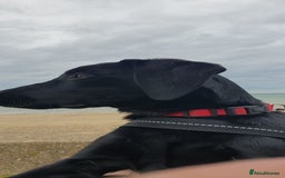 Labrador Retriever dogs for sale: 5 month old black labrador puppy - Image 5