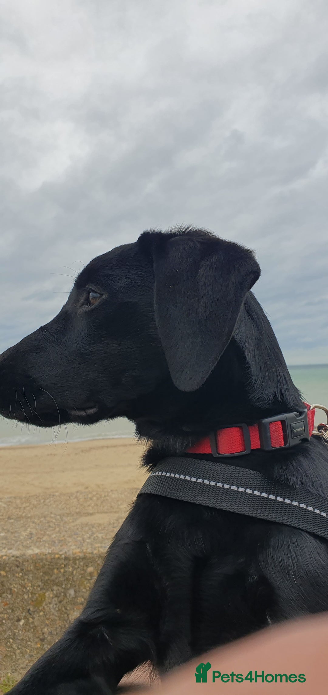 Labrador Retriever dogs for sale: 5 month old black labrador puppy - Image 5