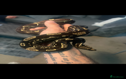 Boa Snake reptiles for sale: Absolutely gorgeous boa - Paradigm Jungle  - Image 6