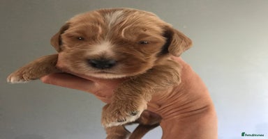 Mixed Breed dogs - Advert 9