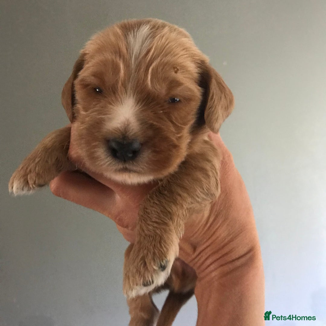 Mixed Breed dogs for sale: Health tested Australian Labradoodles - Image 2