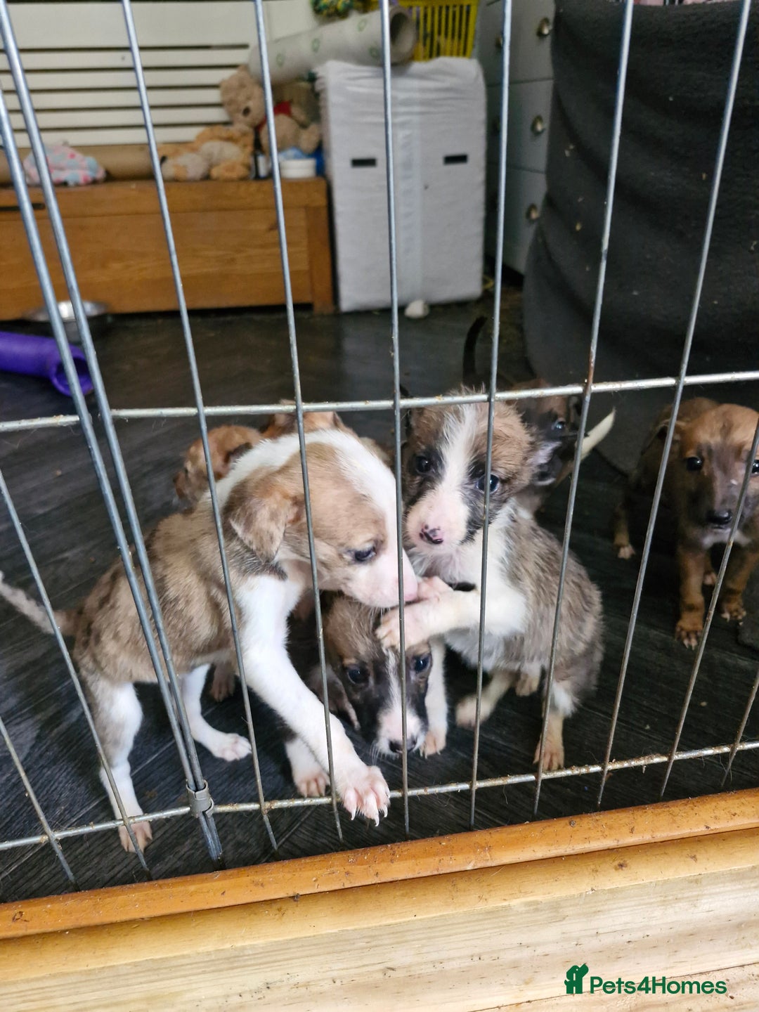 Lurcher dogs for sale: 8 beautiful lurcher puppies  - Image 7
