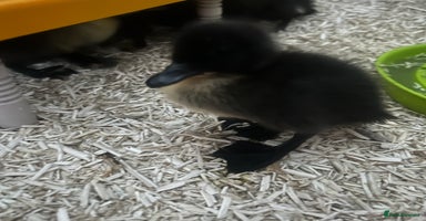 Ducks poultry - Advert 10