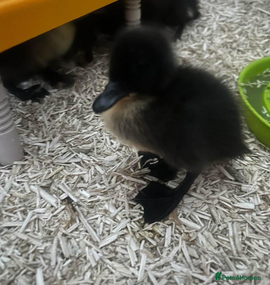 Ducks poultry for sale: Cayuga ducklings - Image 2