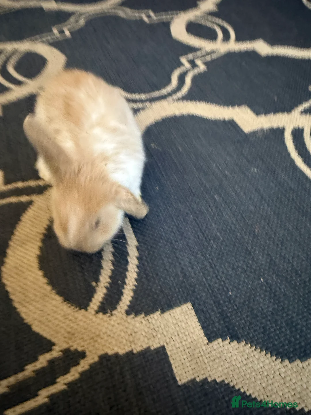 Mini Lop rabbits for sale: Mini lops  - Advert 3