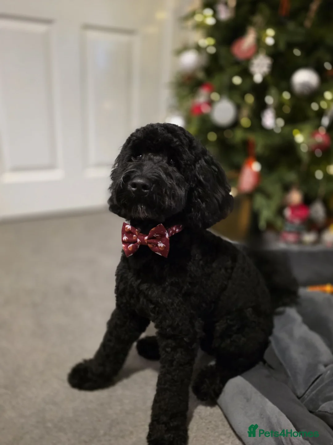 Cockapoo dogs for sale: Cockapoo puppy to a good home, everything included - Advert 1