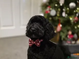 Cockapoo dogs Cockapoo puppy to a good home, everything included - Advert 1