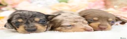 Miniature Dachshund dogs for sale: KC Miniature Dachshund Puppies - Advert 12