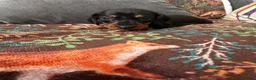 Dachshund dogs for sale: Outstanding champion bred standard smooth pups  - Advert 6