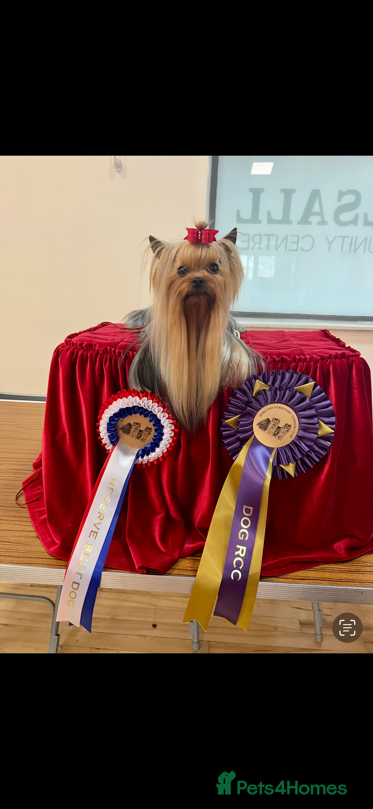 Yorkshire Terrier dogs for sale: Yorkshire Terrier Puppies  - Advert 7