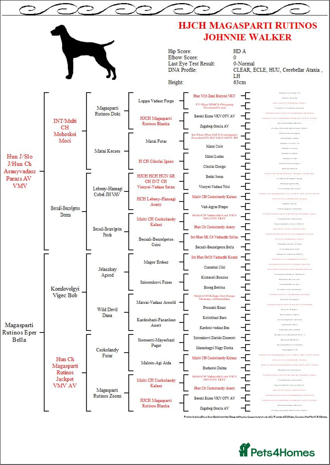 Hungarian Vizsla dogs for stud: The famous HJ Champion  Johnnie Walker at stud in Loughborough - Advert 6