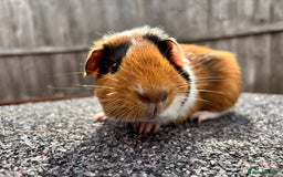 Guinea Pig rodents for sale: Gorgeous little boy guinea pig - Image 2
