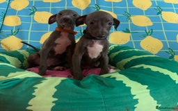 Italian Greyhound dogs for sale: Ready now 6 stunning blue boys kc reg - Image 25