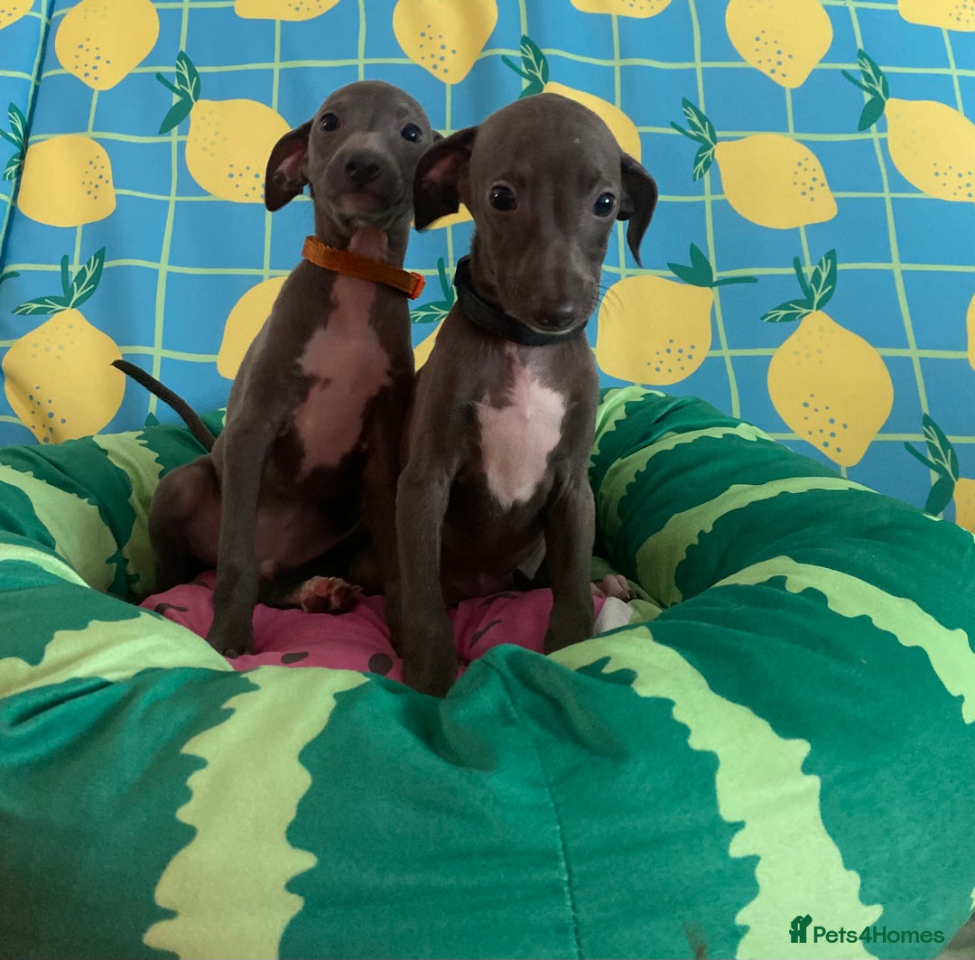 Italian Greyhound dogs for sale: Ready now 6 stunning blue boys kc reg - Image 25