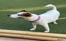 Mixed Breed dogs for sale: Jack Russel x Cockapoo Puppies - Image 19