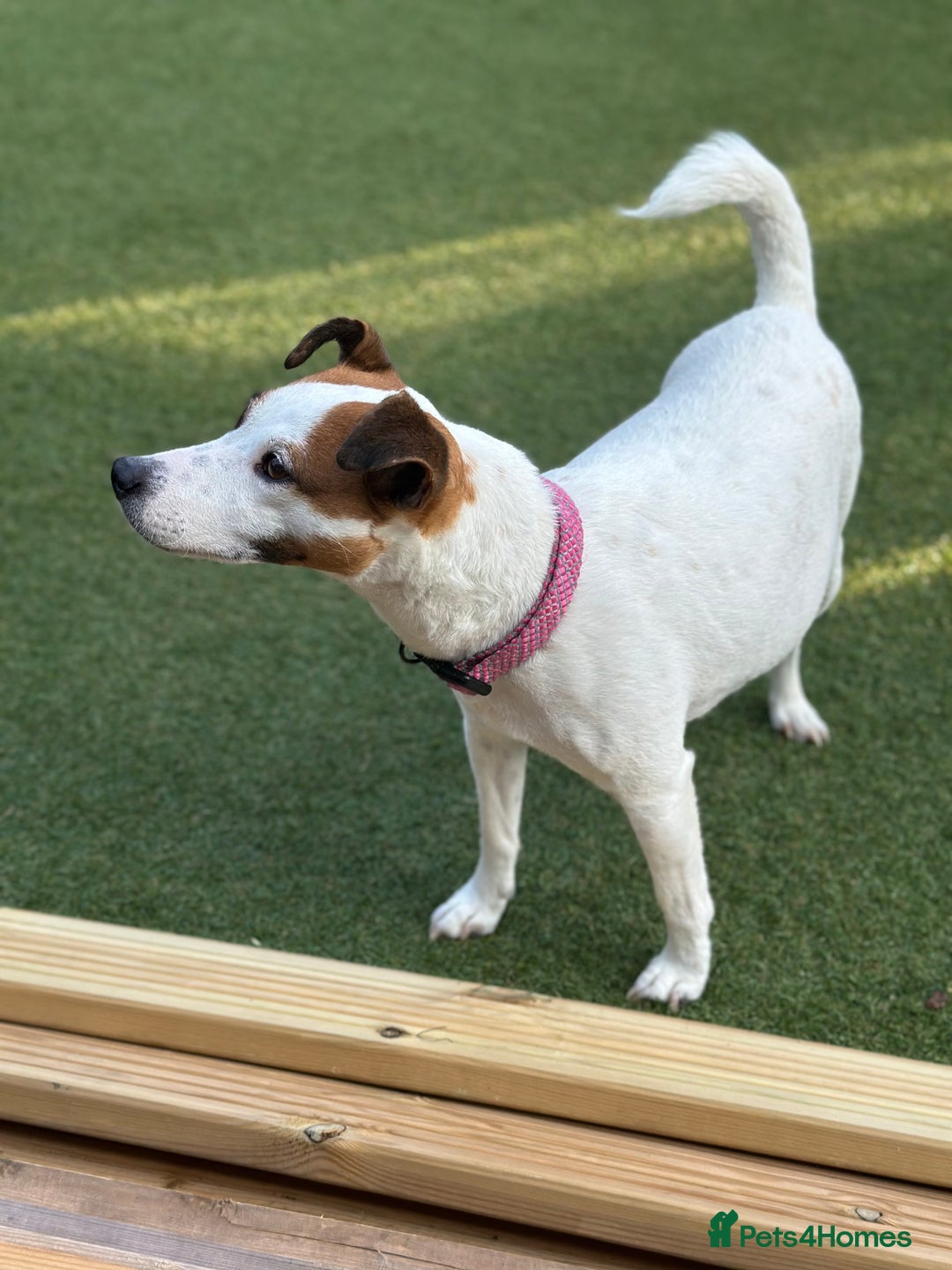 Mixed Breed dogs for sale: Jack Russel x Cockapoo Puppies - Image 19