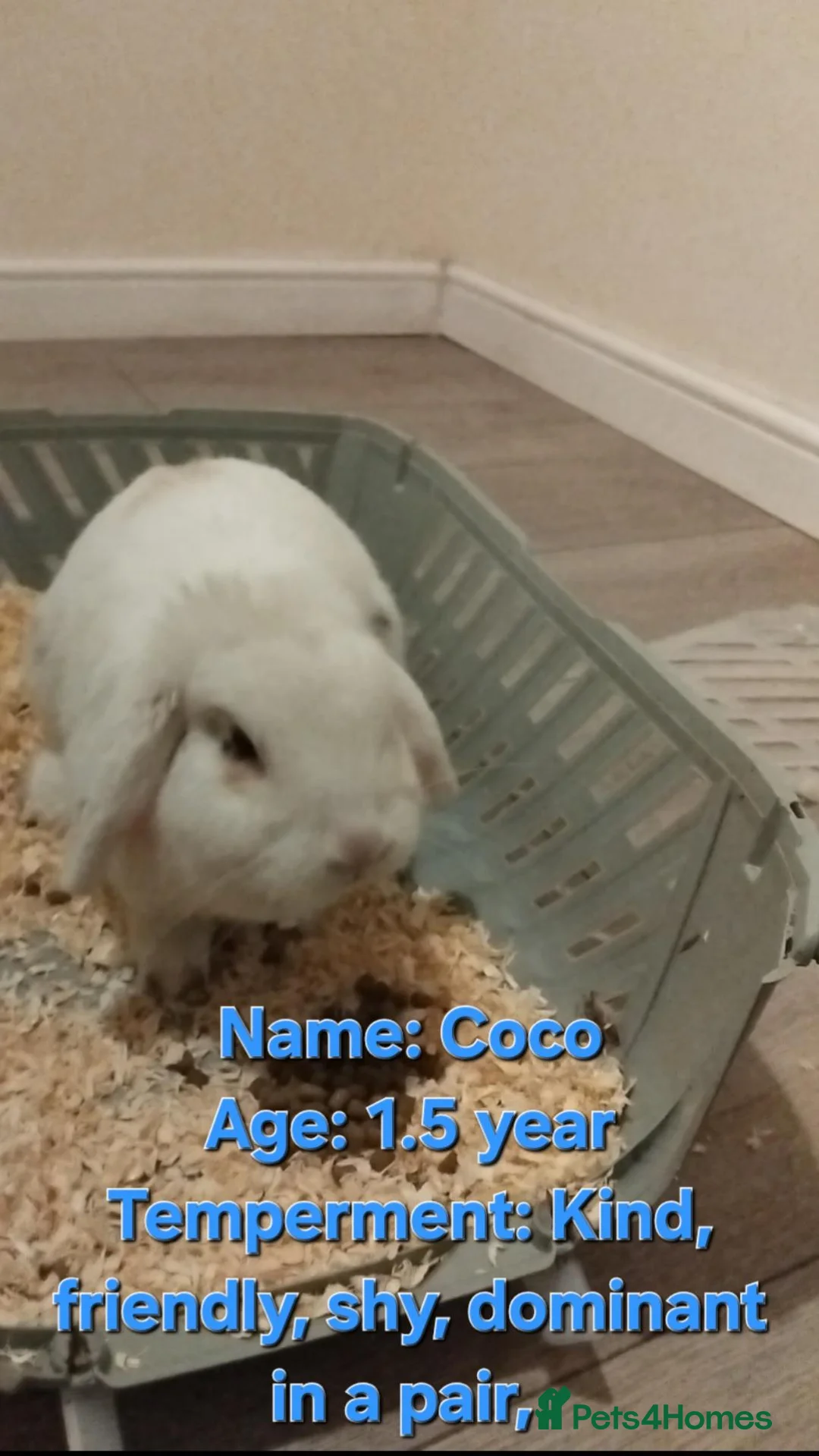 Mini Lop rabbits for sale: 9 bunnies available  - Advert 2