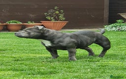 Staffordshire Bull Terrier dogs for sale: Staffordshire Bull terrier  in Birmingham - Image 8