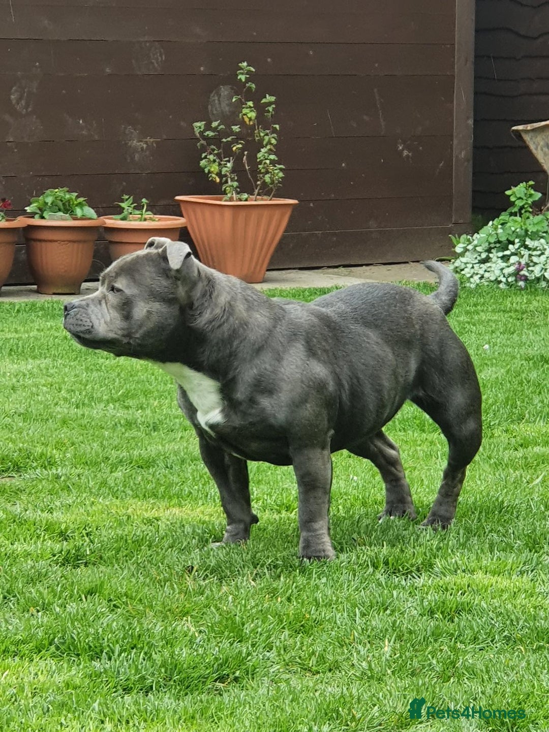 Staffordshire Bull Terrier dogs for sale: Staffordshire Bull terrier  in Birmingham - Image 8