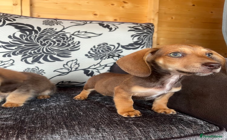 Miniature Dachshund dogs - Advert 16