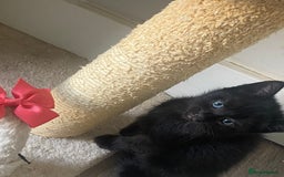 Mixed Breed cats for sale: Kittens Nottingham  - Image 6