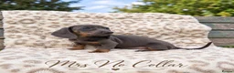 Miniature Dachshund dogs for sale: Blue and tan and Black and Tan Dachshund - Advert 7