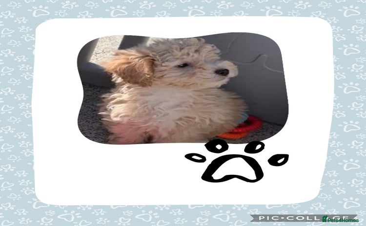 Cockapoo dogs - Advert 5