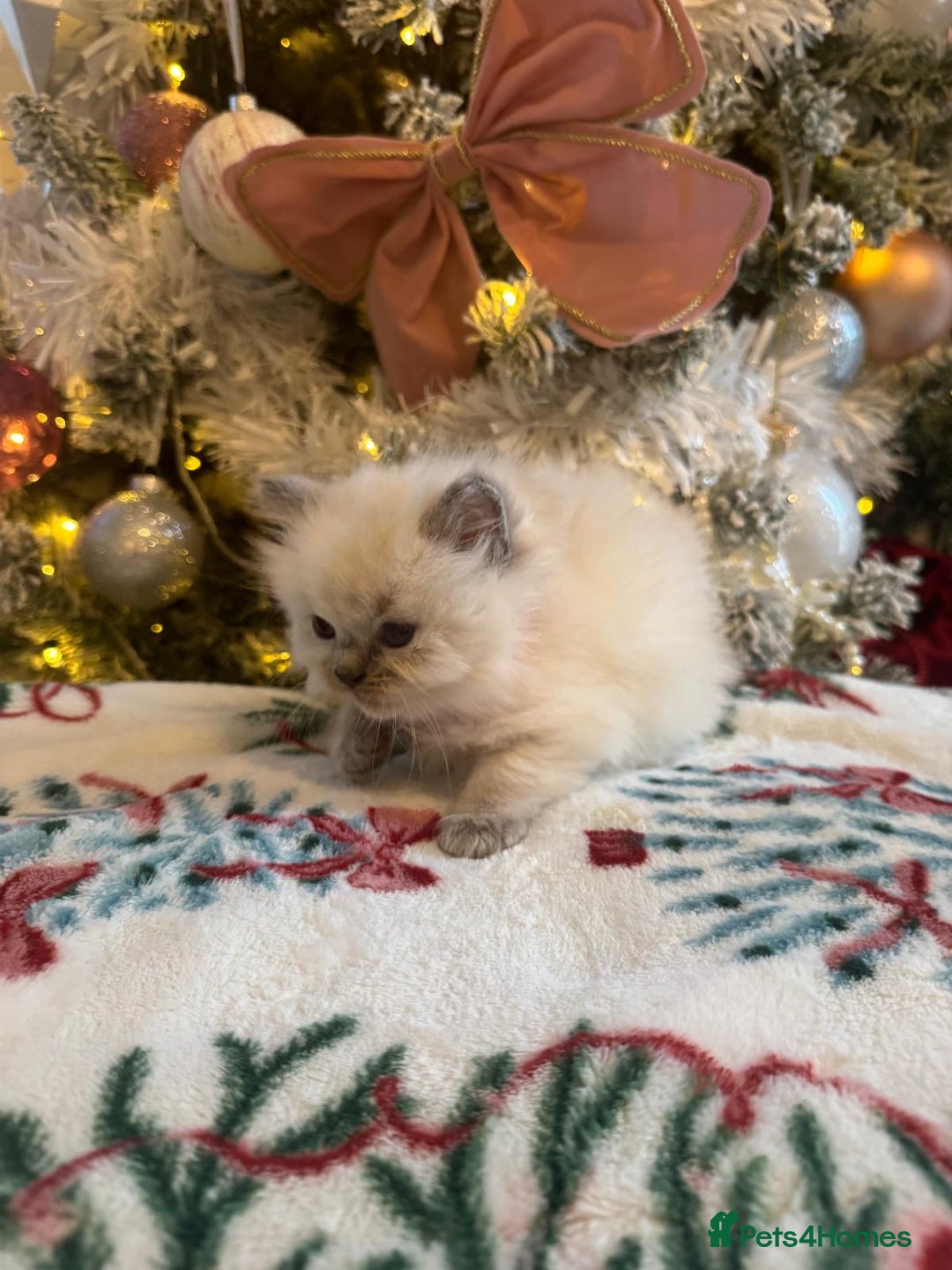 Ragdoll cats for sale: Purebred Ragdolls for sale - Advert 7